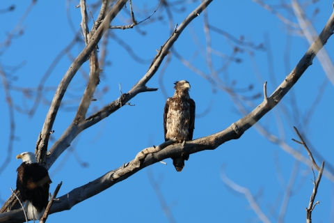 Bald Eagles