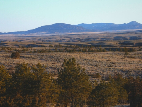conifer trees in valleys between swaths of grass/sagebrush with blue mountains in background