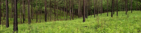 A forest of pine trees.