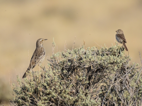 birds sitting on sagebrush bush