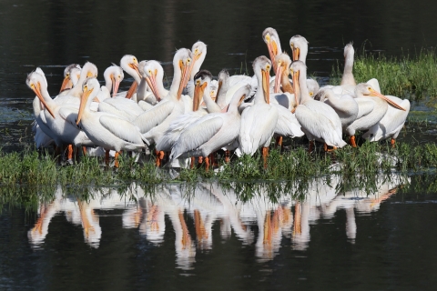 A group of white pelicans resting in a wetland