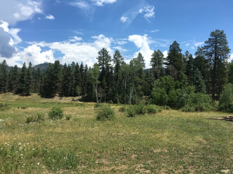 A meadow in front of a forest