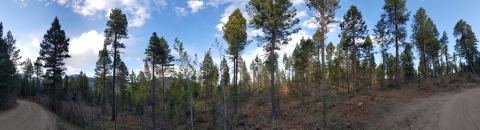 Panoramic head on view of a forest