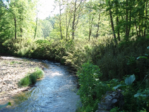 A stream in a marsh area with lots of vegetation to the right of it