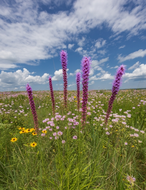 Prairie blazing star, wild bergamot and black-eyed susan flowers in bloom on a prairie