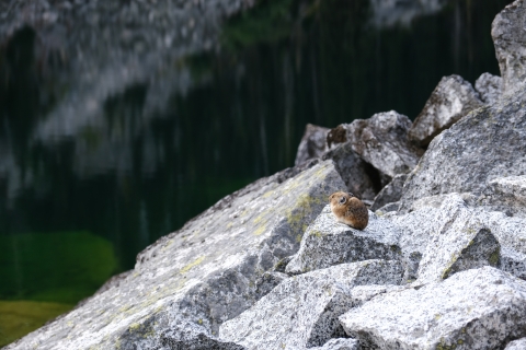 A small brown animal sits on gray rocks in front of a lake and mountain background