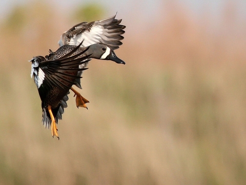 blue-winged teal landing in wetland habitats on the refuge.