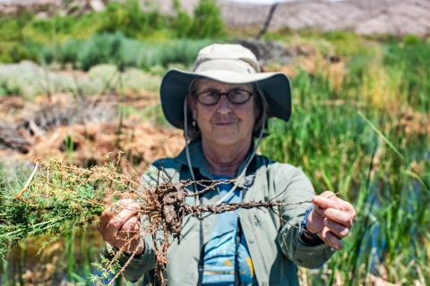 A woman holds an uprooted salt cedar seedling with a desert wetland in the background.
