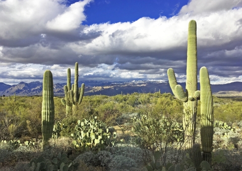 Saguaro cacti in a desert