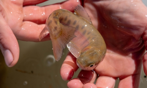 A fish in a person's hands