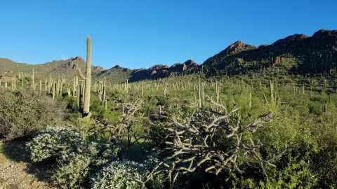 A forest full of cacti with mountains in the background