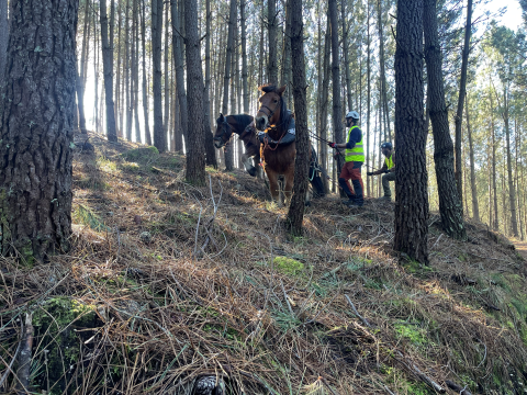 Los caballos caminan por el bosque con personas sosteniendo sus riendas.