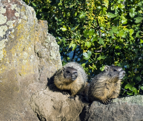 Yellow-bellied Marmots