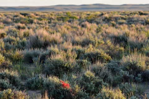 A grassland