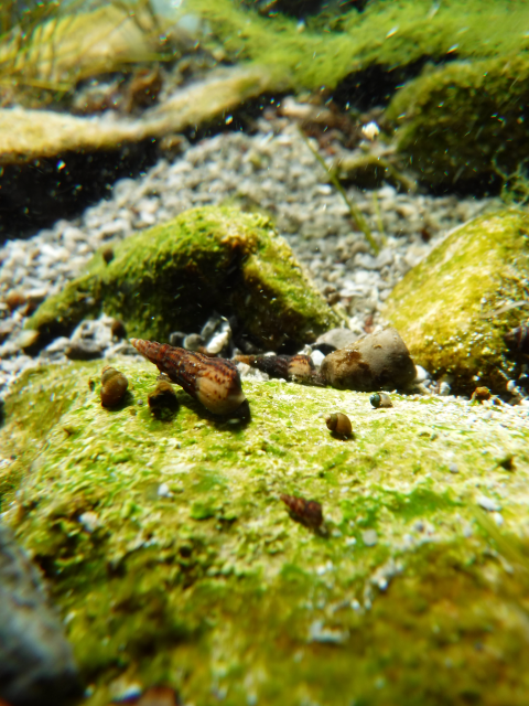 Large and smaller snails on a rock underwater