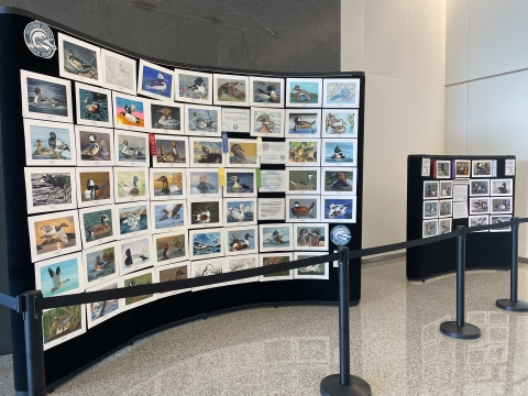 Federal and Junior Duck Stamp Traveling Artwork Display