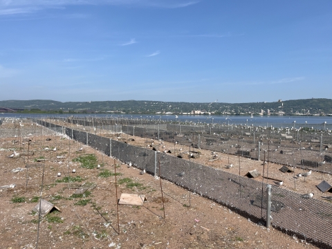 Fenced enclosures to exclude predators from common tern nests