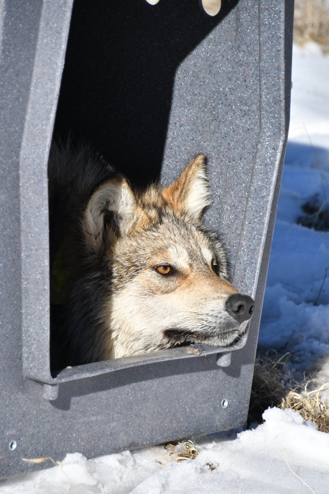A Mexican wolf pokes its head out of a crate.