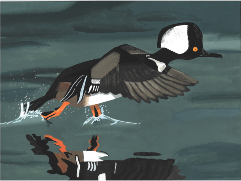Hooded Merganser taking off from the water with its feet splashing the water’s surface. A reflection of the Merganser appears below against the deep green of the water. 