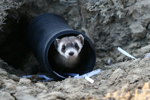 Black footed ferret in a tube