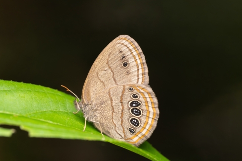 Mitchell's satyr butterfly on a leaf