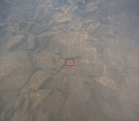 A freshwater mussel siphon is barely visible on the sandy substrate of a creek.