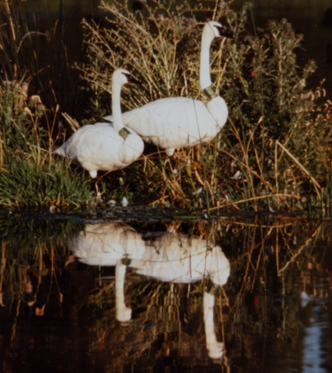 An old color photo of two swans each with large green bands around their necks, stand on a small island in a pond.