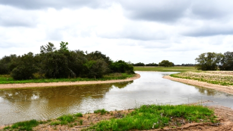 Newly constructed wetland on the Texas Gulf Coast prairie