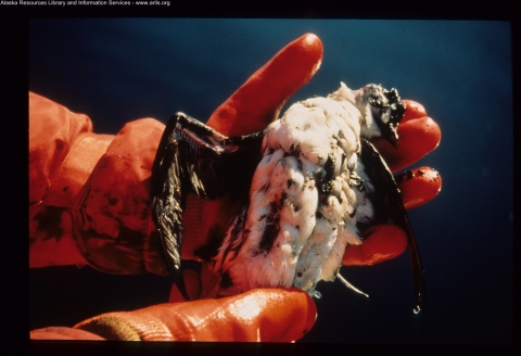 A dead oil bird is held by glove-covered hands