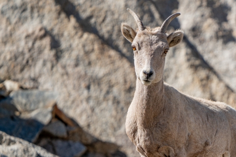 Bighorn sheep staring directly into the camera
