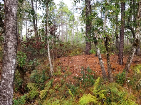 a wet, forested hill with ferns and lush foliage