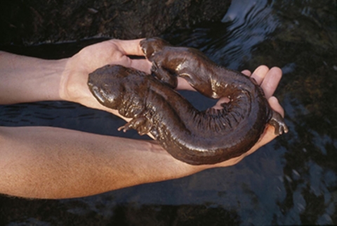 A large salamander held by two hands.