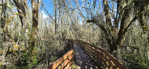 Boardwalk going through forest