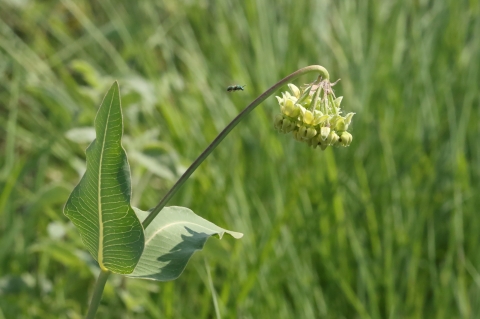 Mead's milkweed with a sweat bee approaching the flower