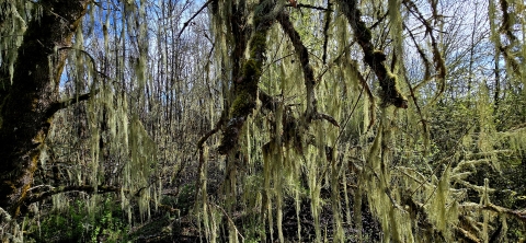 Trees covered with moss and lichen
