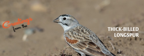 A postcard-style banner; a Thick-billed longspur bird perches on the ground. Text reads Greetings from the Thick-billed longspur