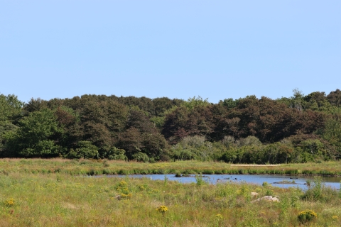 an open body of water surrounded by lush green plants with green trees and blue sky in the background