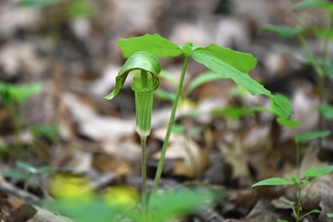 Jack-in-the-pulpit in bloom
