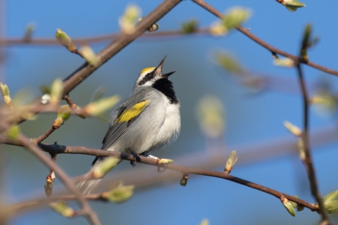 A golden-winged warbler singing from a tree branch