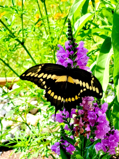 Giant Swallowtail