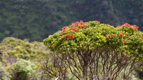 Red blossoms on an ohia tree