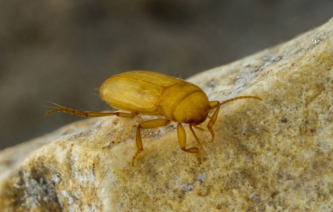 A tan and translucent beetle sits on a rock underwater. 