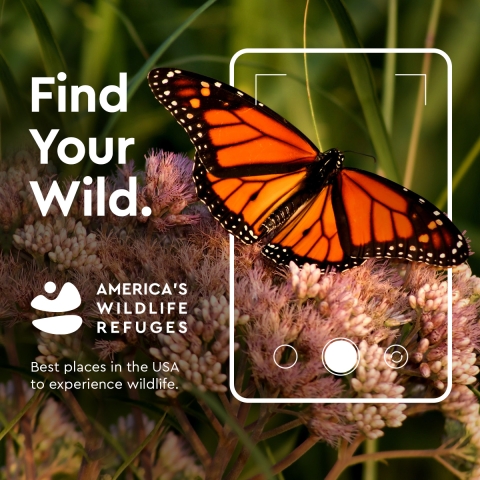 A butterfly in a phone camera frame with text Find Your Wild