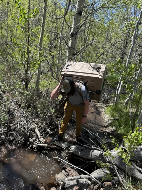 A hiker is seen in a steep creek bed with a dog kennel on their back.