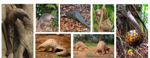 7 photos of different pangolins