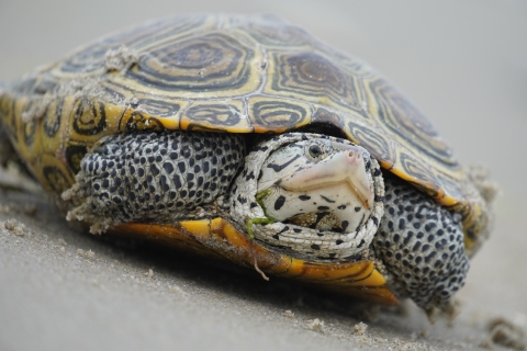 A closeup of a black and white turtle with a yellow and black carapace. It is lying on firm sand with its front legs up.