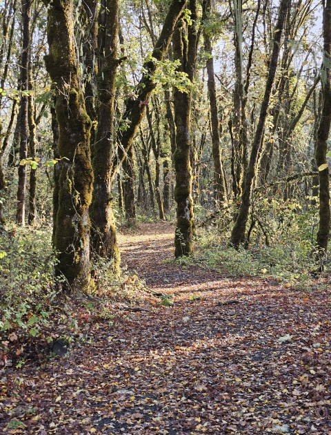 Trail covered in leaves through tall trees.