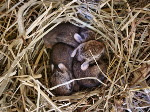 three small brown furry baby rabbits huddle in a nest made of pale brown hay