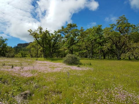 grassy field with trees and blue sky