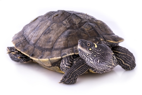Ouachita map turtle